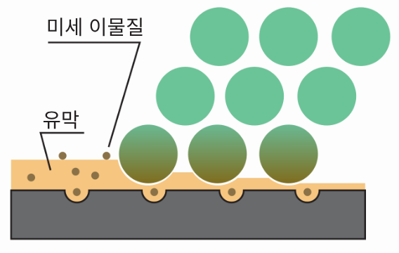 면섬유 단면 일러스트